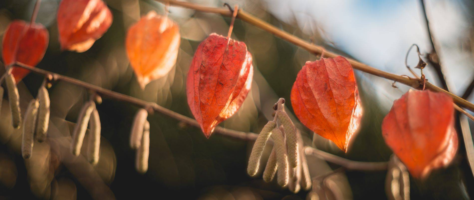 Bild von orangfarbenen Ballonblueten